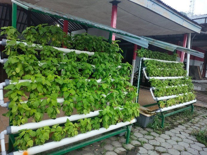 Pengelolaan Hidroponik