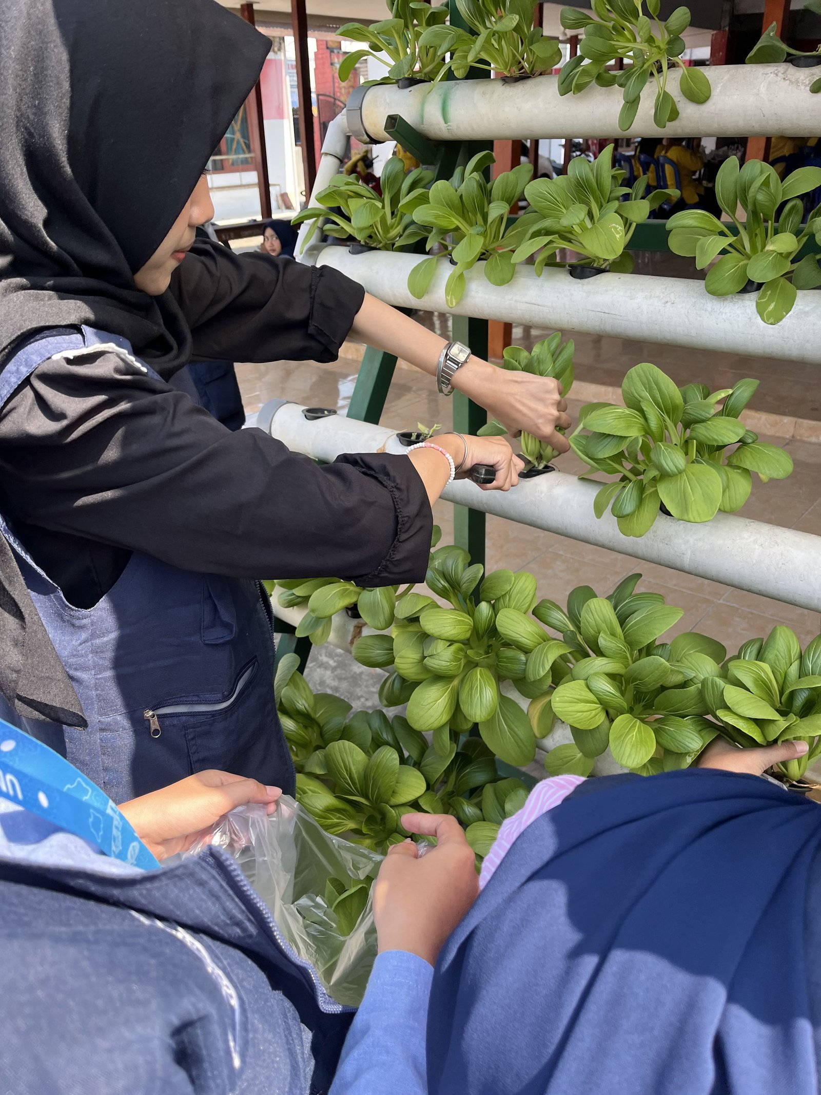 Tanaman Hortikultura