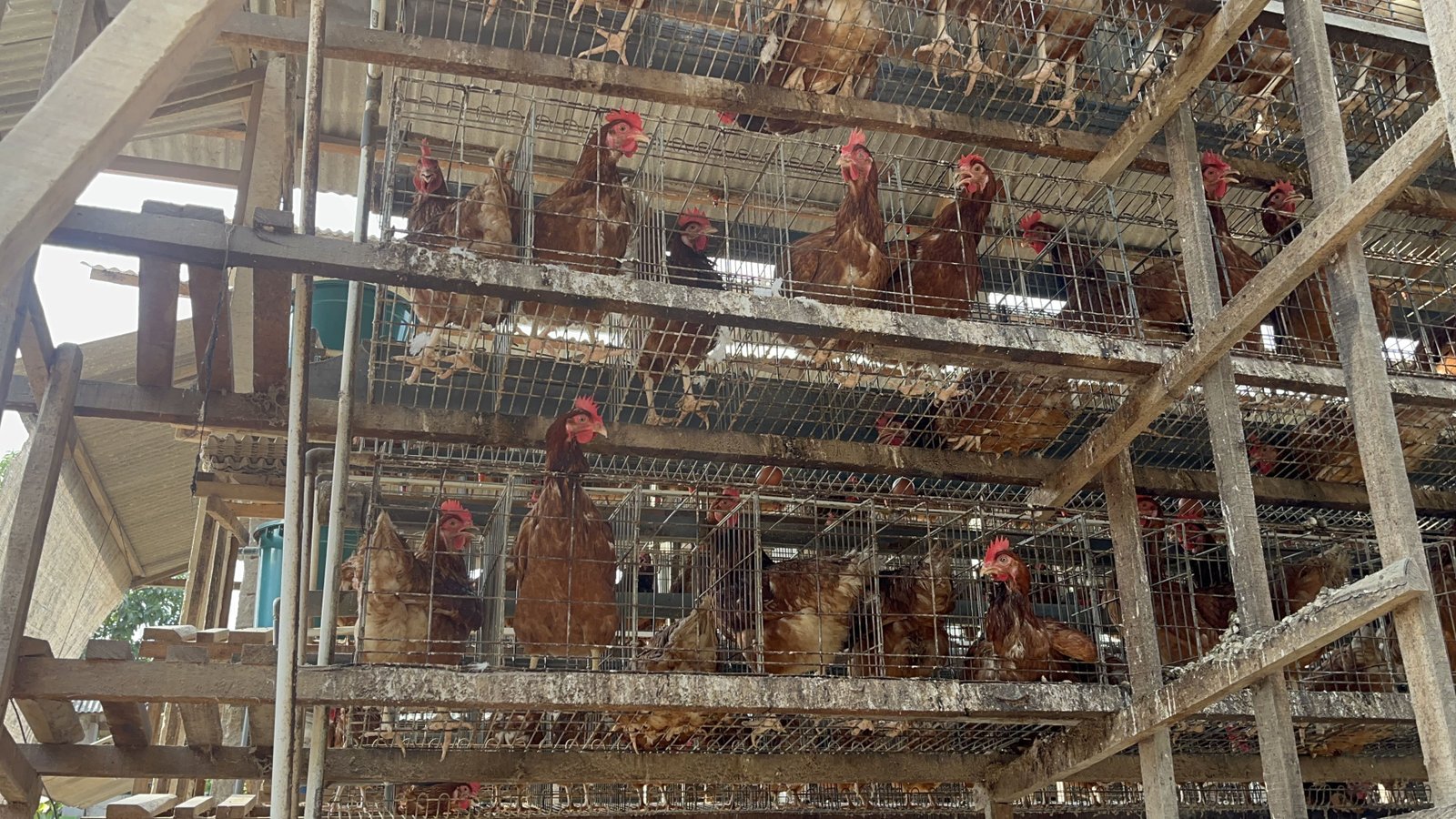 Ayam Petelur