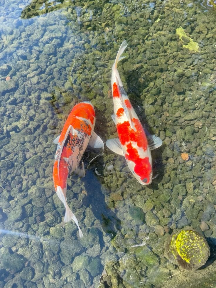 Ikan Koi